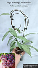Charger l'image dans la galerie, Plante Hoya Publicalyx avec tiges en cercle et feuilles vertes, dans un petit pot.
