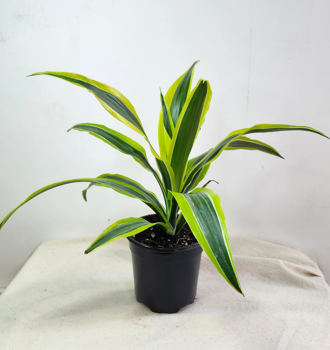 Dracaena Lemon lime