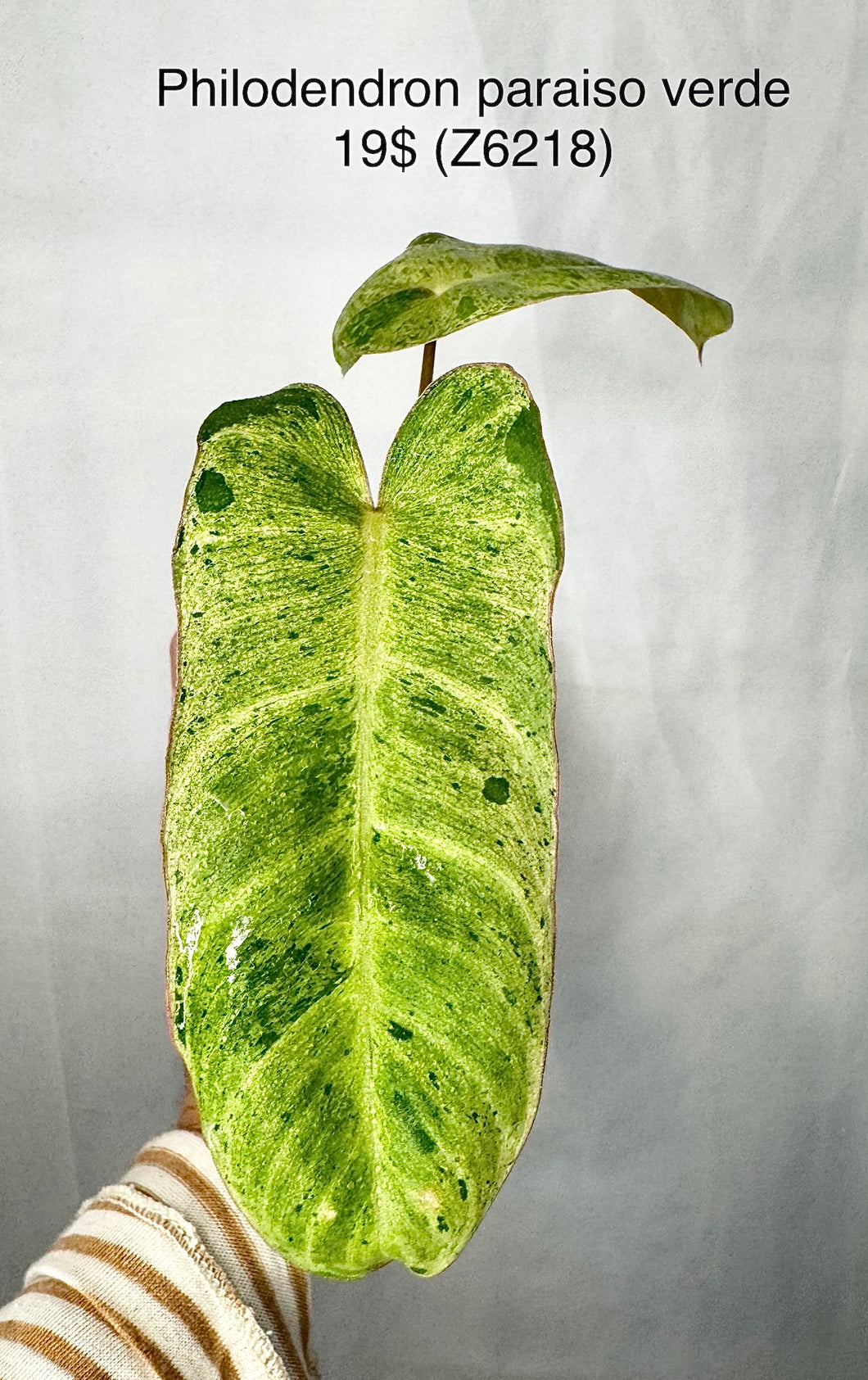 Philodendron Paraiso Verde #Z6218