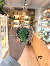 Load image into Gallery viewer, Alocasia maharani
