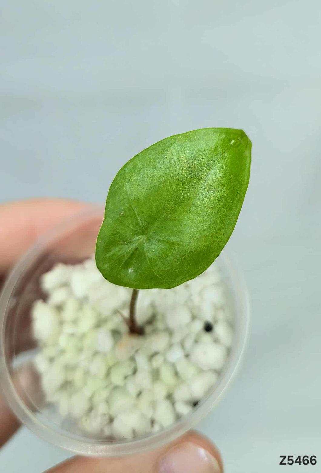 Alocasia Longiloba Gold  #Z5466