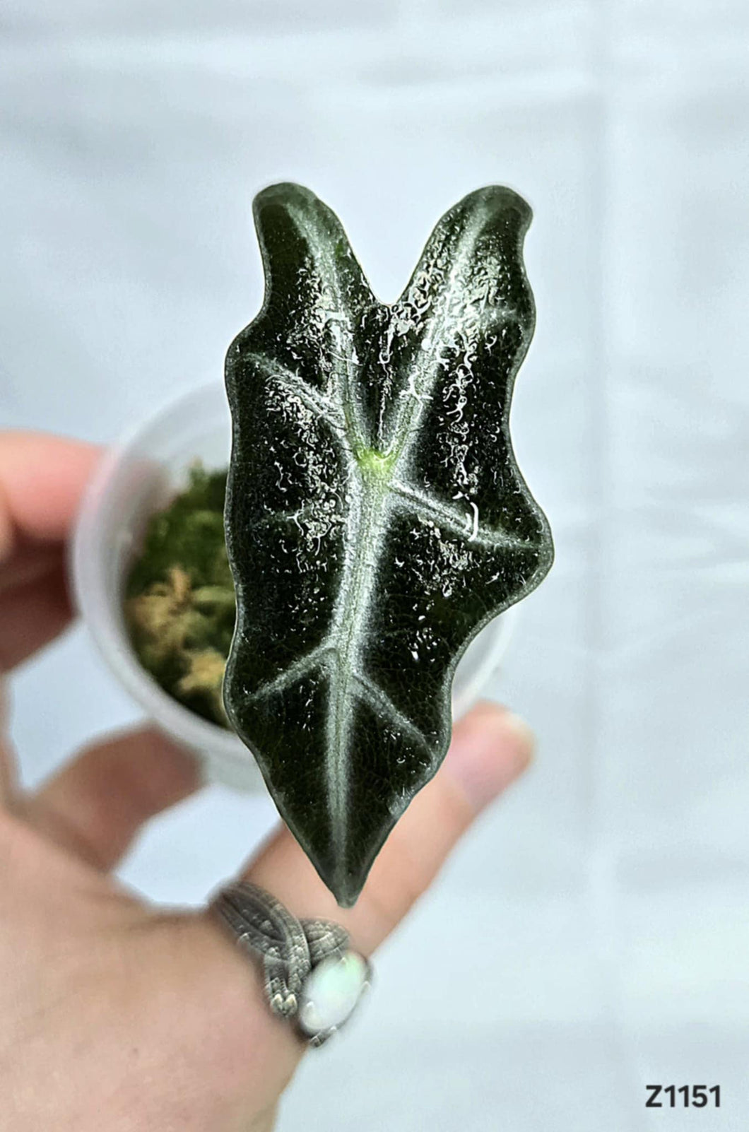 Alocasia Nobilis Silver  #Z1151