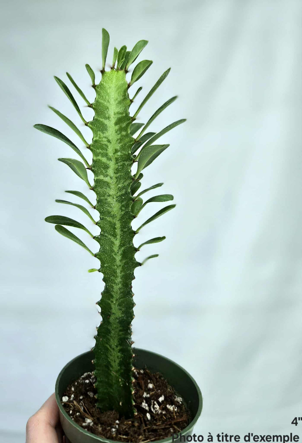 Euphorbia trigona