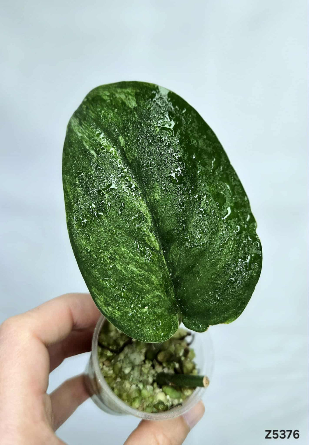 Scindapsus Jade Satin Mint #Z5376