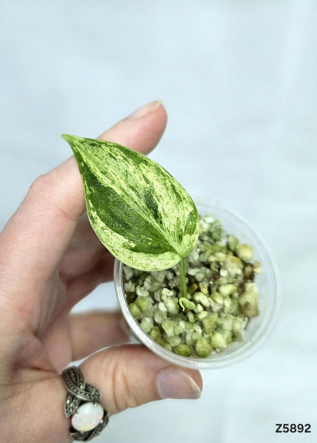 Philodendron Haderaceum Marble #Z5892