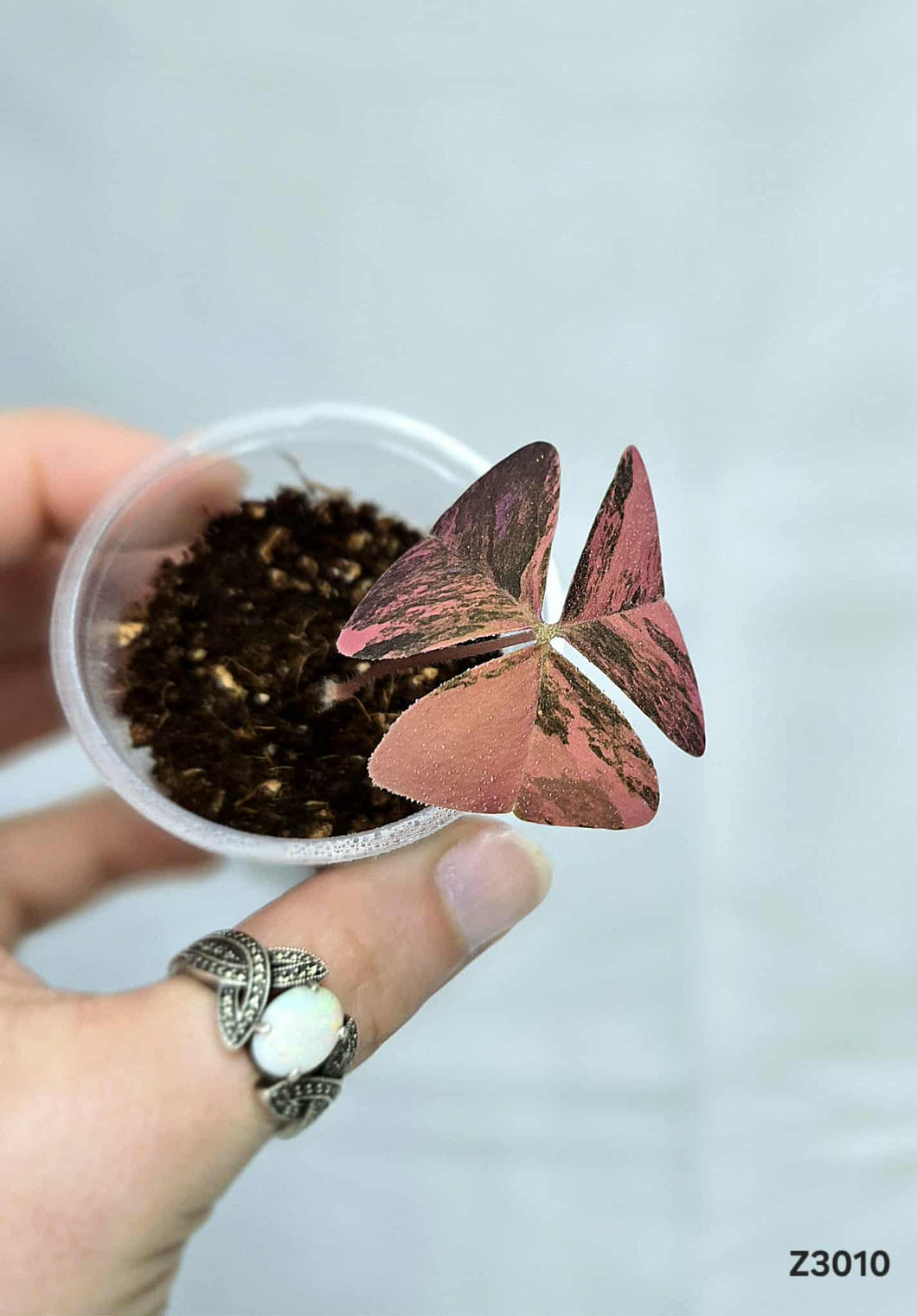 Oxalis Variegata #Z3010