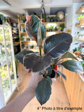 Load image into Gallery viewer, Ficus ruby
