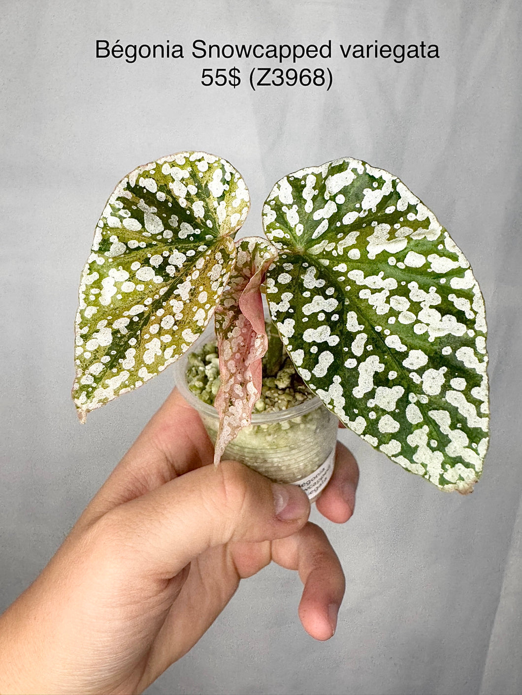 Bégonia Snowcapped Variegata #Z3968
