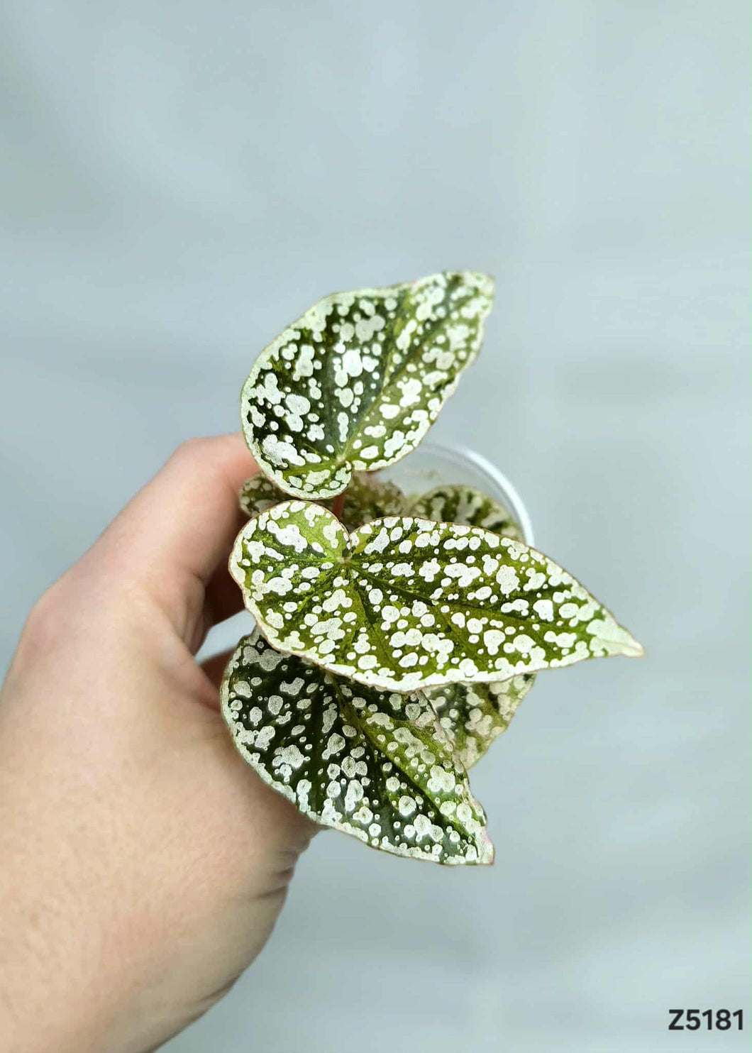 Bégonia Snowcapped Variegata #Z5181