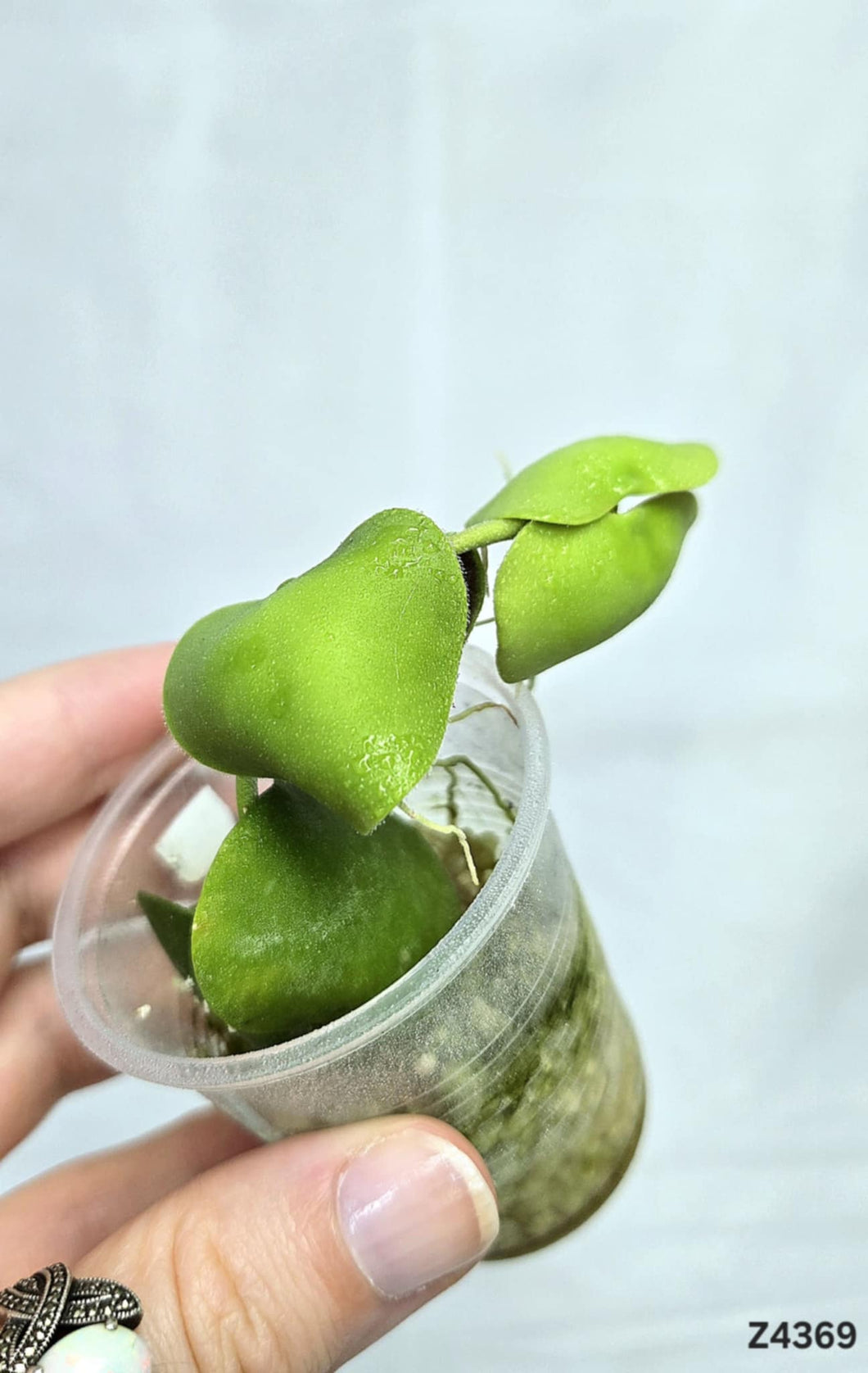 Dischidia Platyphylla ⭐️ #Z4369