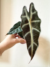 Charger l&#39;image dans la galerie, Alocasia purply
