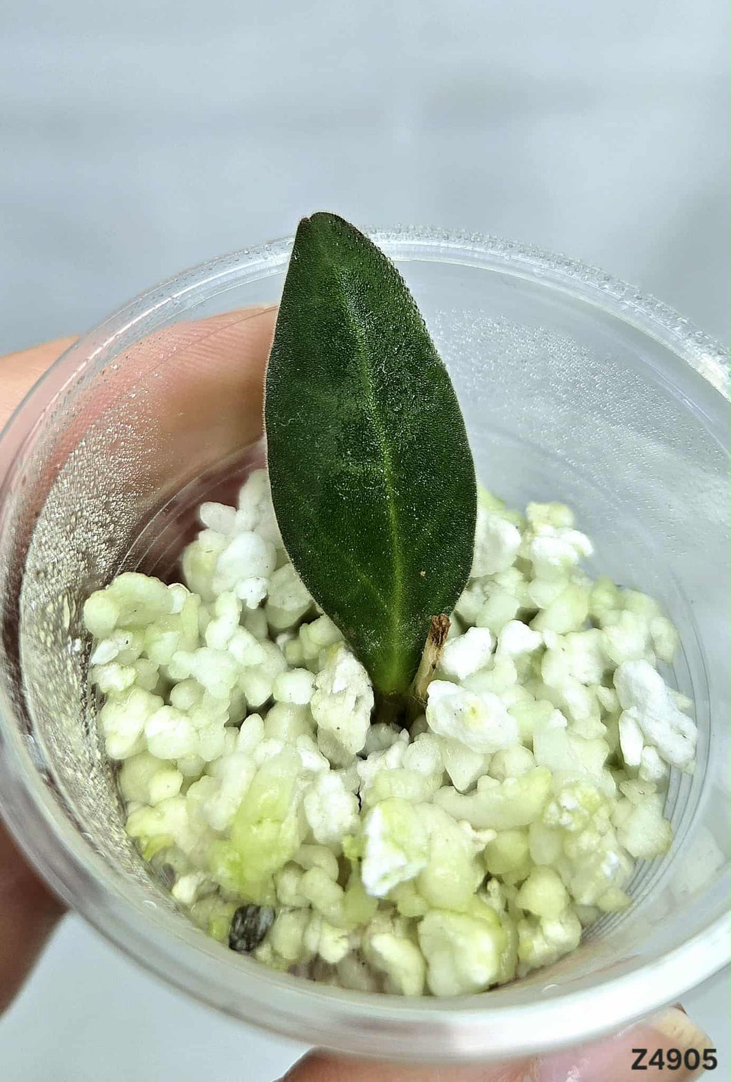 Hoya Bilobata ⭐️ #Z4905