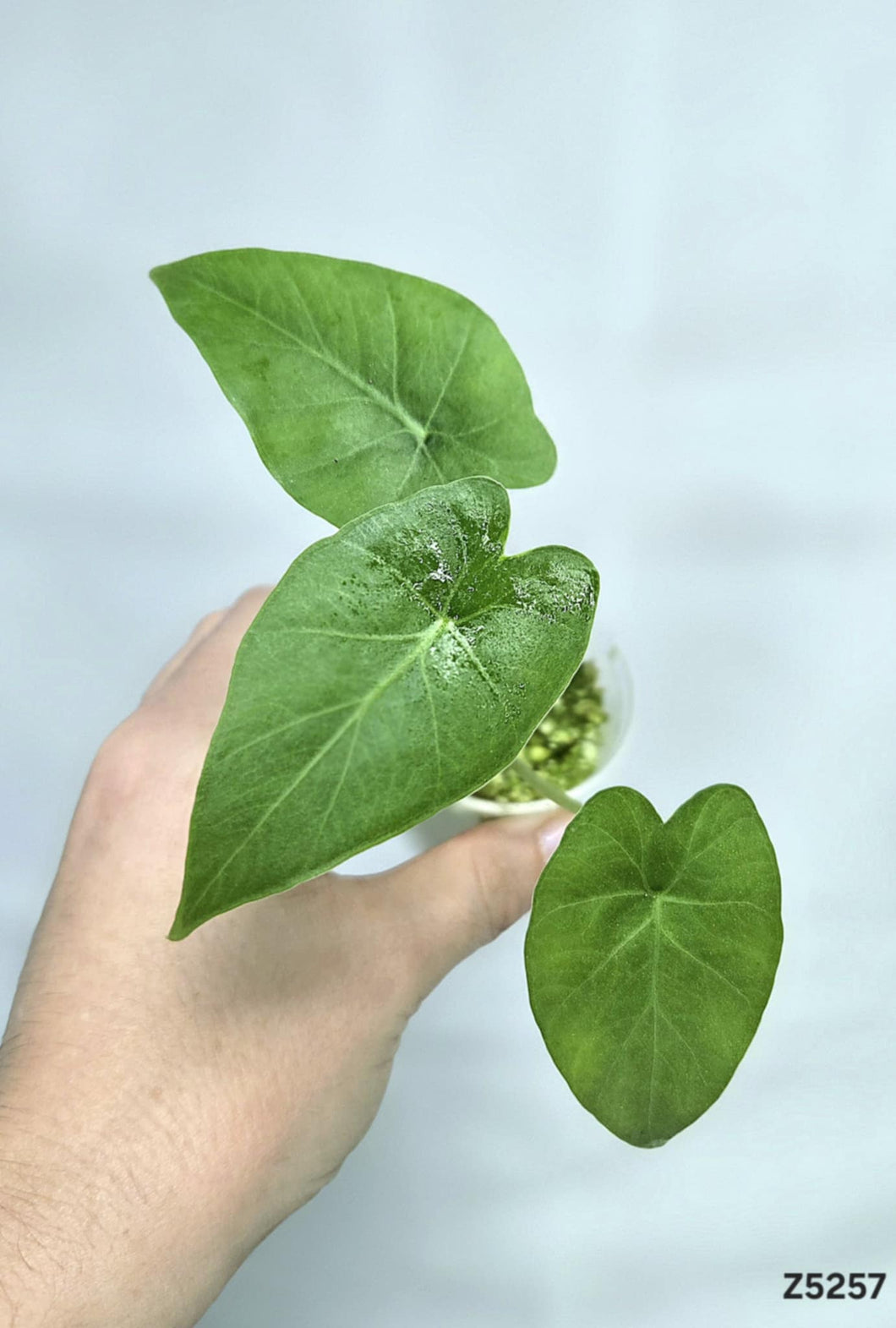 Alocasia Gageana #Z5257