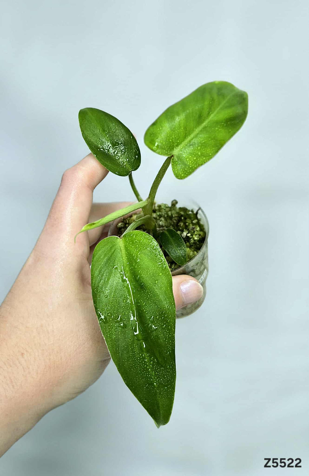 Philodendron Golden Dragon Variegata revert #Z5522