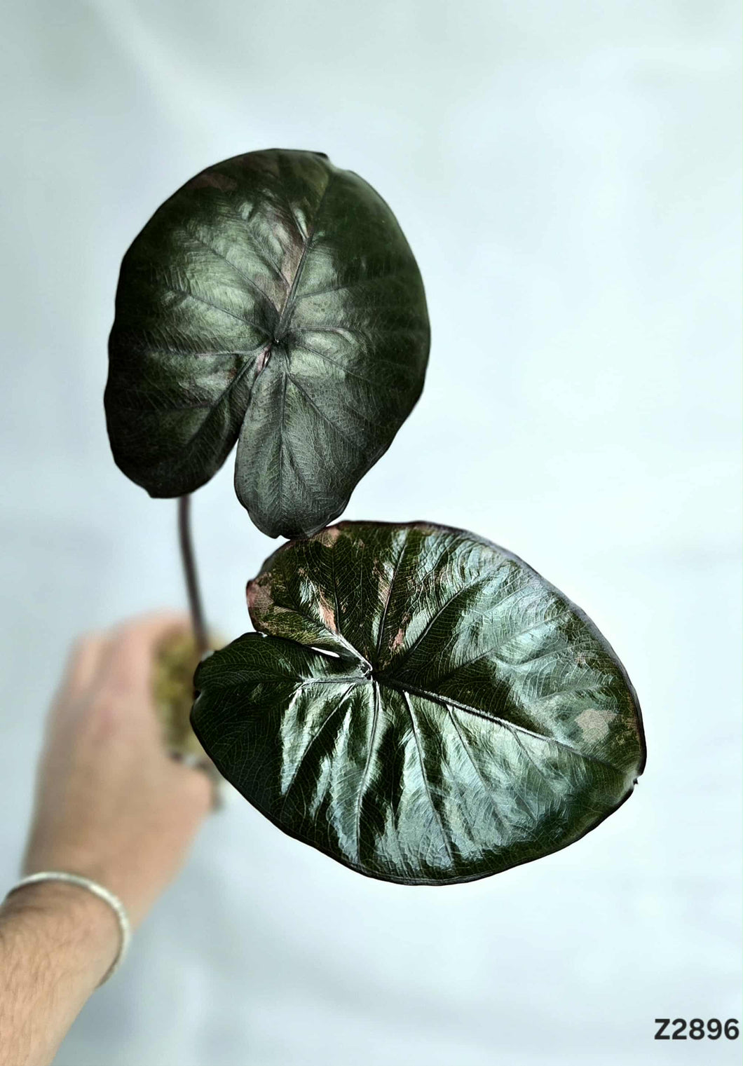 Alocasia Serendipity #Z2896