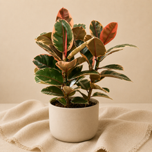 Charger l'image dans la galerie, Ficus Elastica — Ruby
