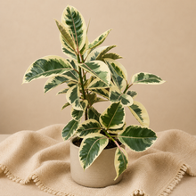 Charger l'image dans la galerie, Ficus Elastica — Tineke
