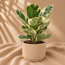 Charger l'image dans la galerie, Ficus Lyrata Variegata
