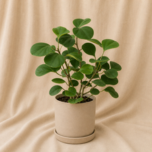 Charger l'image dans la galerie, Ficus deltoidea en pot beige, feuilles vertes épaisses sur tiges ramifiées
