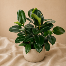 Load image into Gallery viewer, Ficus vert en pot beige, feuilles vertes brillantes et larges
