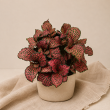 Charger l'image dans la galerie, Fittonia Rouge en pot, feuilles rouge foncé à nervures vert sombre
