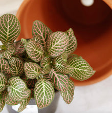 Load image into Gallery viewer, Plante Fittonia rose en pot en terre cuite, feuilles vertes striées rose et veinées
