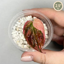 Load image into Gallery viewer, Feuille de Philodendron Pink Micans rose et vert foncé, dans un contenant
