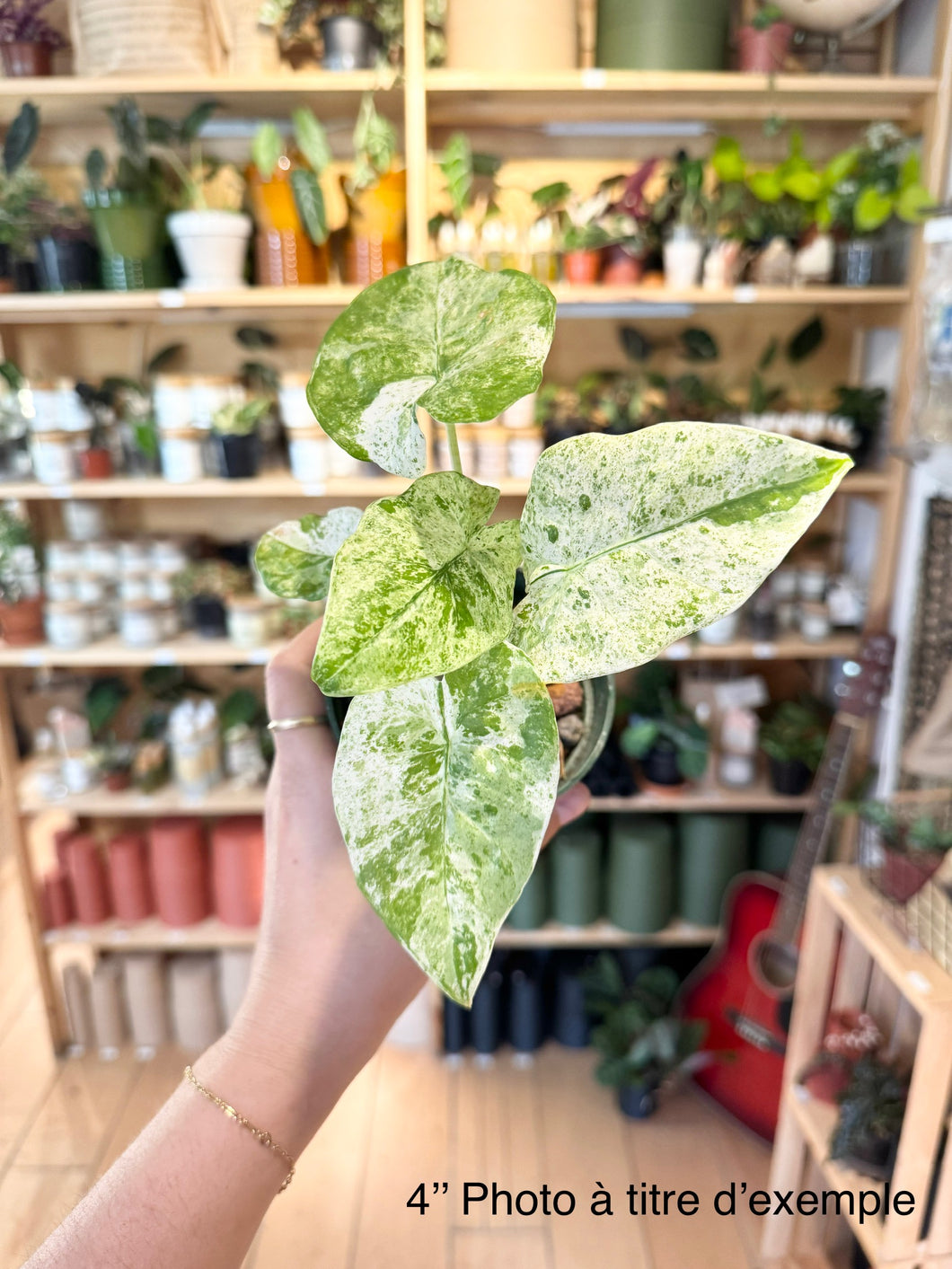 Alocasia batik