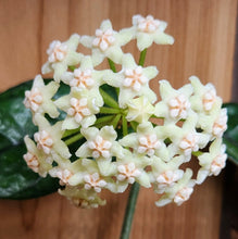 Load image into Gallery viewer, Hoya Villosa ⭐️
