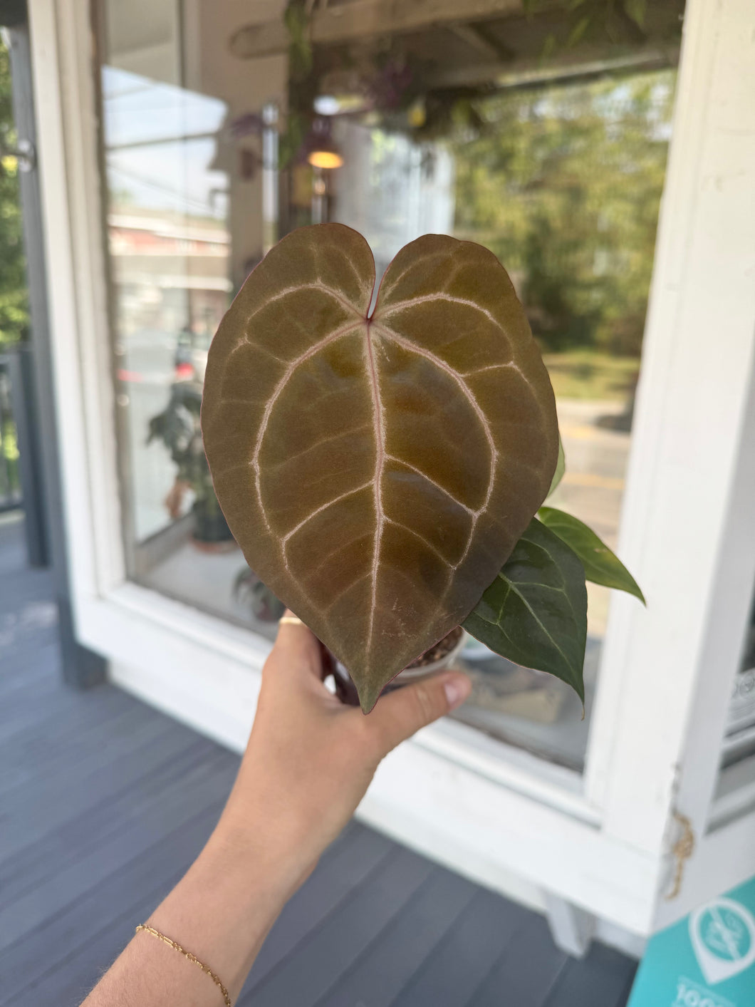 Anthurium michelle x ace of spade z3896