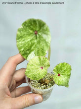 Charger l'image dans la galerie, Bégonia Rouge Variegata
