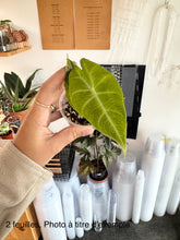 Charger l&#39;image dans la galerie, Alocasia pink dragon
