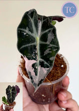 Charger l'image dans la galerie, Alocasia Polly Pink — TC
