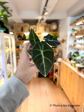Charger l&#39;image dans la galerie, Alocasia black velvet
