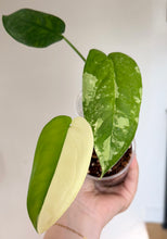 Load image into Gallery viewer, Syngonium Chiapense
