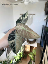 Charger l'image dans la galerie, Bulbille Alocasia Black Velvet Pink Mint
