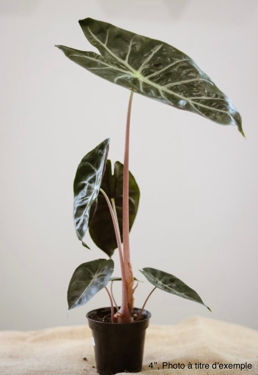 Alocasia pink dragon