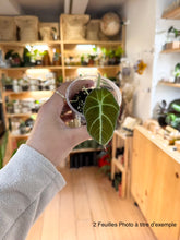 Charger l&#39;image dans la galerie, Alocasia black velvet
