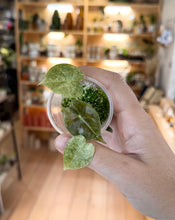 Load image into Gallery viewer, Alocasia Golden Bones #Z4317
