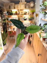 Charger l&#39;image dans la galerie, Alocasia Scalprum
