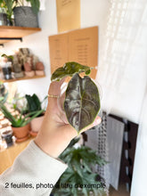 Load image into Gallery viewer, Alocasia Azlanii à deux feuilles vert foncé luisantes, nervures claires visibles
