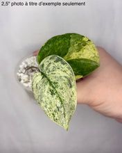Load image into Gallery viewer, Scindapsus Silver Dark Cloud Variegata
