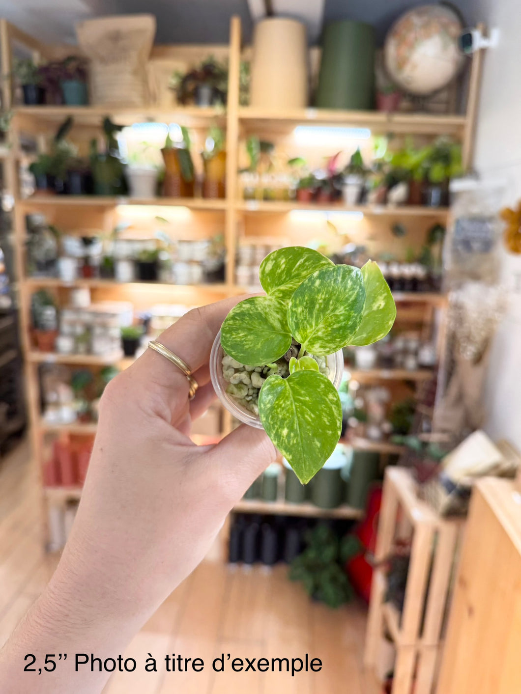 Pothos golden