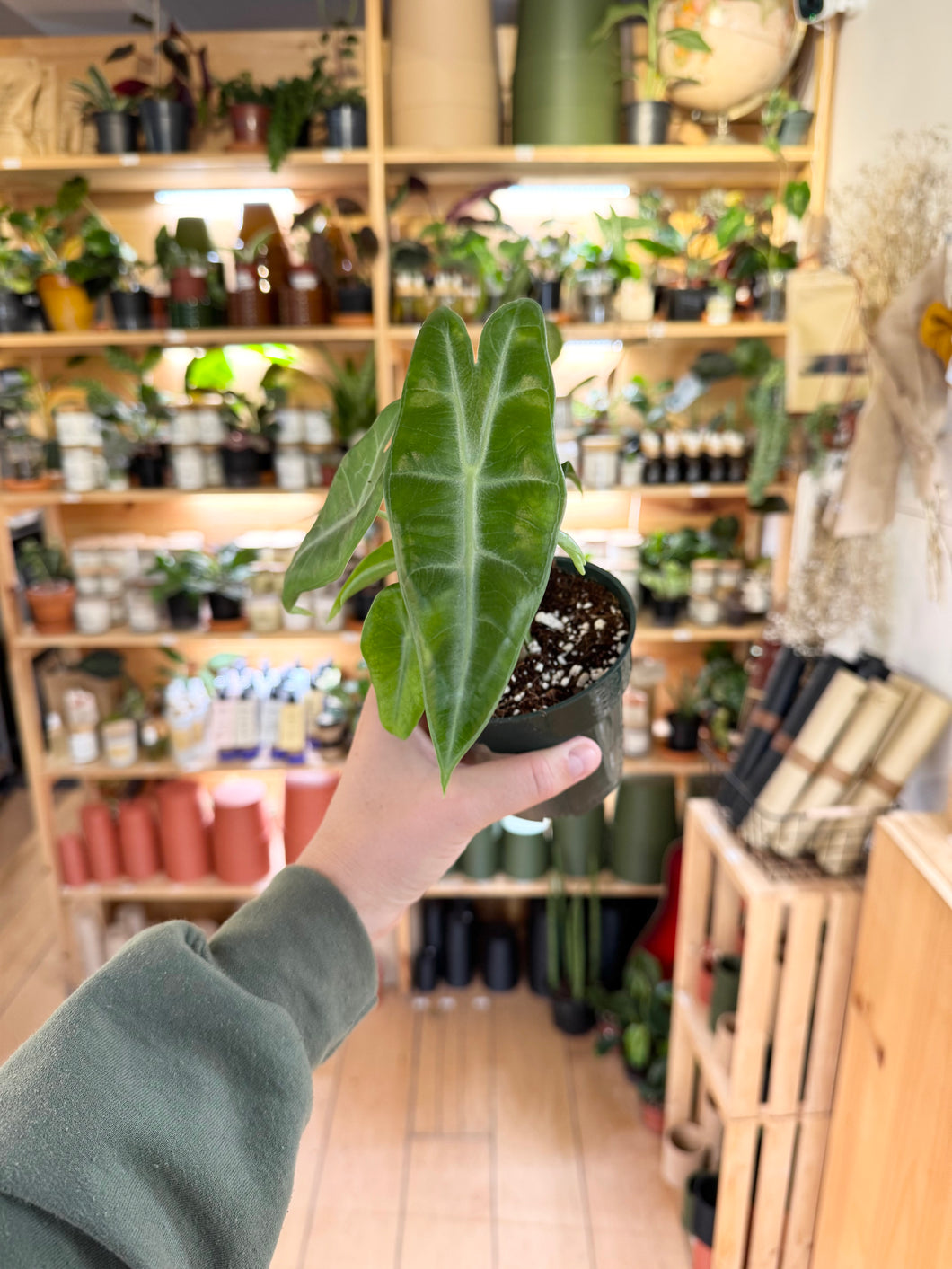 Alocasia longiloba