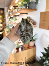 Load image into Gallery viewer, Alocasia Azlanii à une feuille vert foncé luisante, nervures claires visibles
