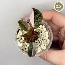 Load image into Gallery viewer, Philodendron Pink Princess en pot avec cailloux blancs et feuilles vertes striées rose
