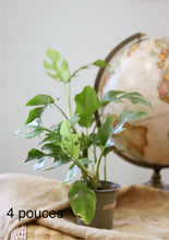 Charger l&#39;image dans la galerie, Monstera ginny
