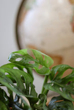 Charger l'image dans la galerie, Plante Monstera Adansonii aux feuilles vertes ajourées, vue rapprochée.
