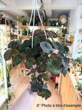 Charger l&#39;image dans la galerie, Bégonia manaus
