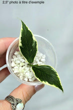 Load image into Gallery viewer, Hoya Polyneura Albomarginata ⭐️ (FRESH CUT)
